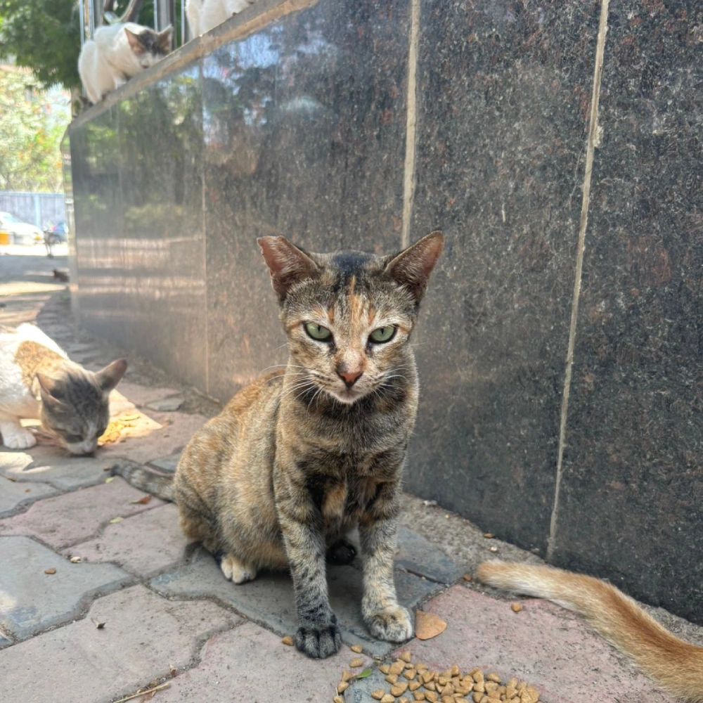 Cats Feeding Home 1