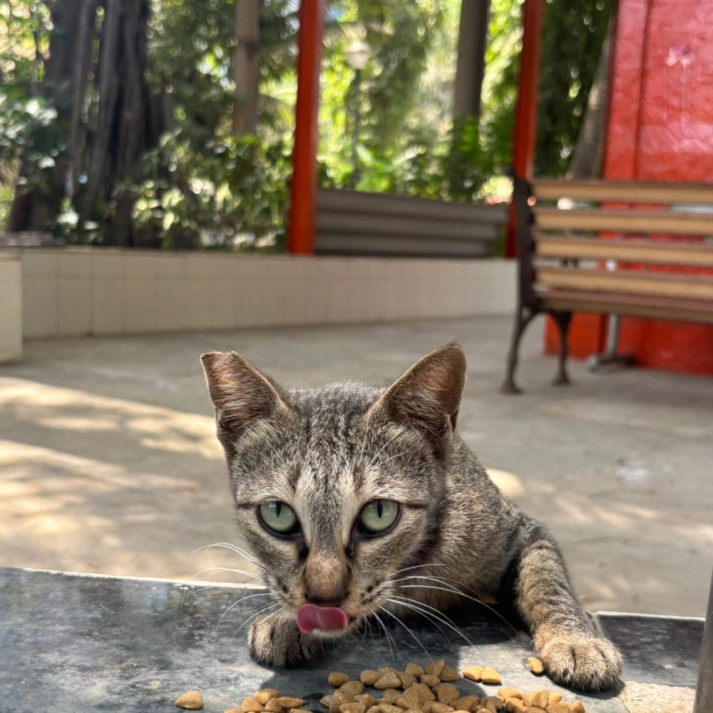 Cats Feeding Home 2