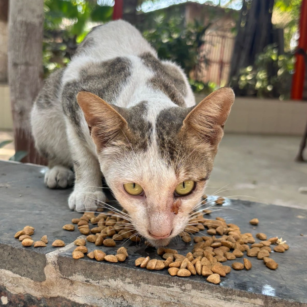 Cats Feeding Home 3