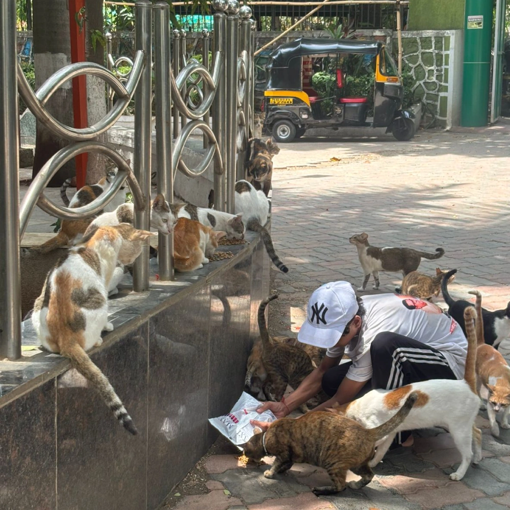 Cats Feeding Home 4