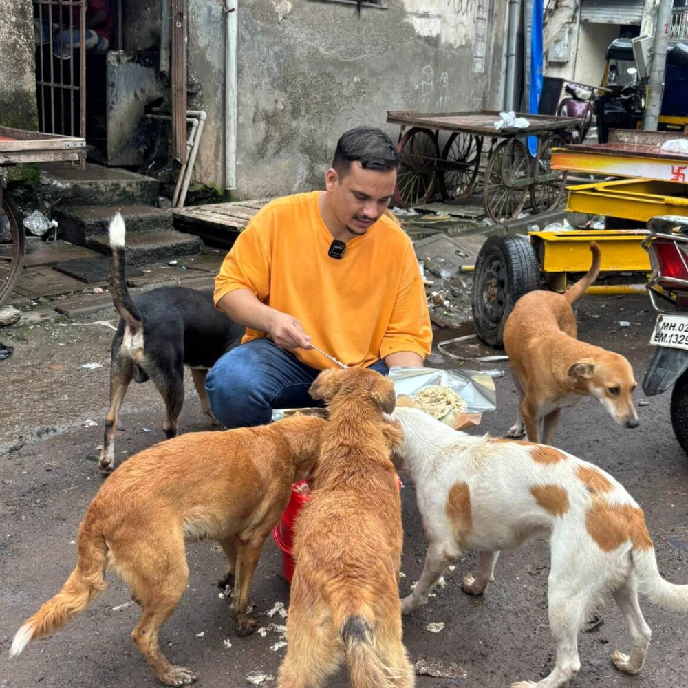 Dogs Feeding Home 1