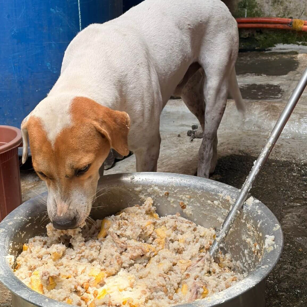 Dogs Feeding Home 3
