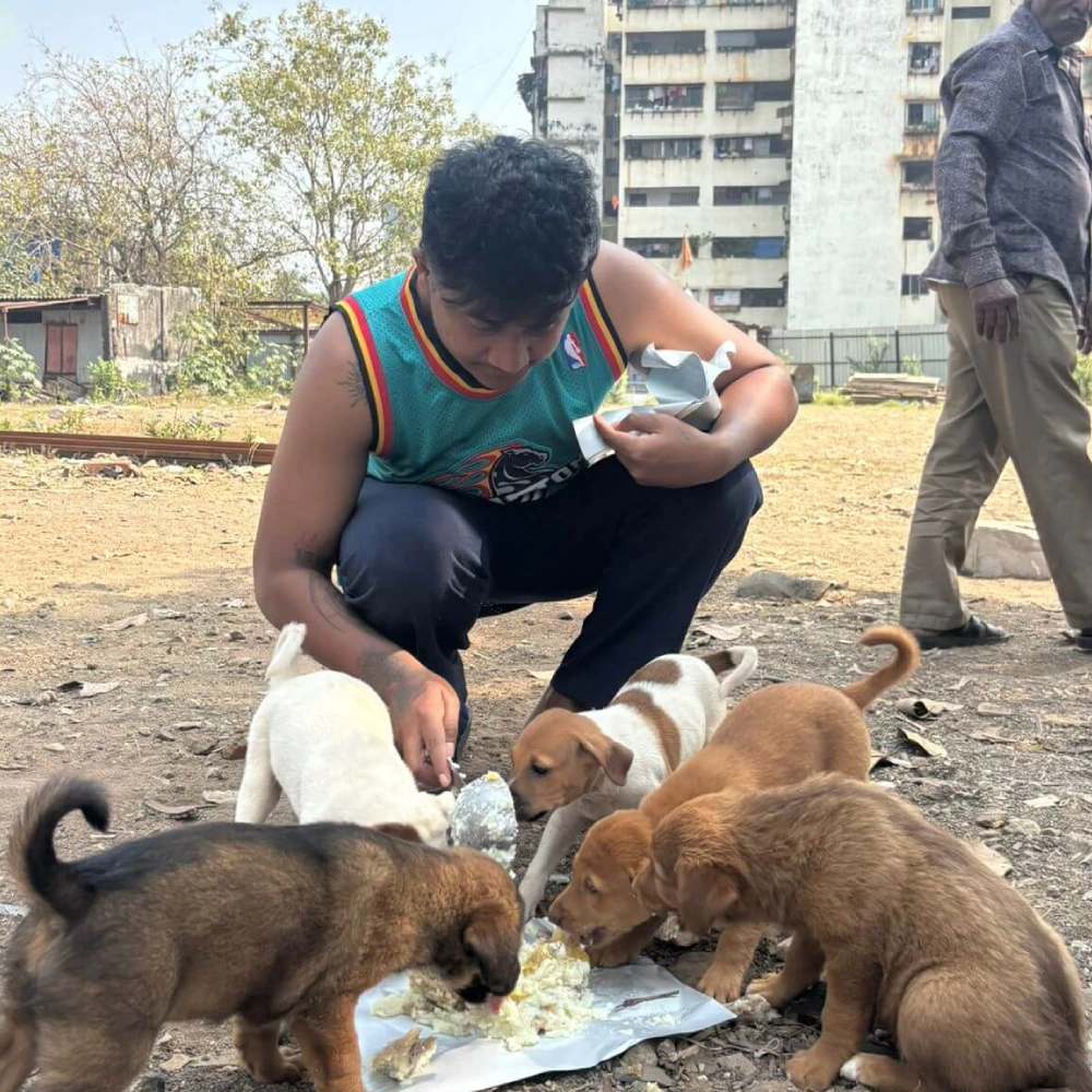 Dogs Feeding Home 6