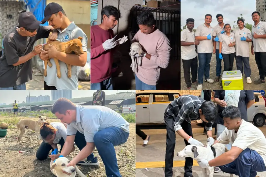 vaccination collage 5